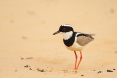 Pied Plover (Hoploxypterus cayanus)