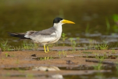 Large-Billed Tern (Phaetusa simplex)