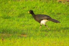 Bare-faced Currasow (Crax fasciolata)