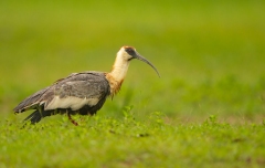 Buff-necked ibis