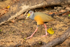 Grey-Necked Wood-Rail (Aramides cajanea)