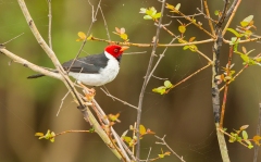 Yellow-billed Cardinal (Paroaria capitata)