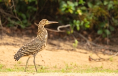 Rufescent Tiger Heron (Tigrisoma lineatum)