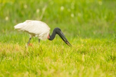 Jabiru Stork (Jabiru mycteria)