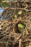 Monk Parakeet (Myiopsitta monachus) building a nest in the remains of a jabiru nest