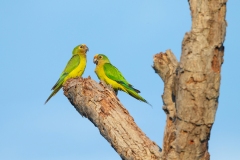 Peach-fronted parakeet (Aratinga aurea) pair on tree branch