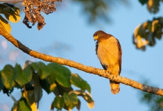 Roadside Hawk (Buteo magnirostris)