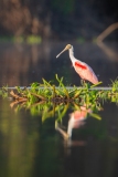 Roseate Spoonbill (Platalea ajaja)