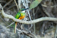 Rufous-tailed Jacamar (Galbula ruficauda)