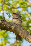 Great Potoo (Nyctibius grandis)