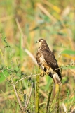 Snail Kite (Rostrhamus sociabilis)