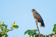 Snail Kite (Rostrhamus sociabilis)