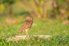 Burrowing Owl (Athene cunicularia) standing by burrow