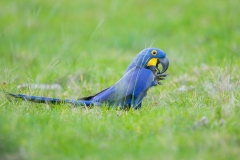 Hyacinth Macaw (Anodorhynchus hyacinthinus)