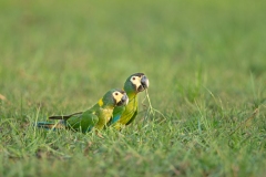 golden-collared macaw (Primolius auricollis)