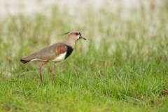 Southern Lapwing (Vanellus chilensis)