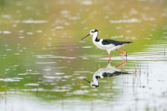 White-backed Stilt (Himantopus melanurus) wading in marsh with reflection