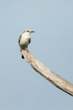 White-rumped Monjita (Xolmis velatus)