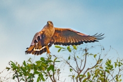 Savanna Hawk (Buteogallus meridionalis) taking flight