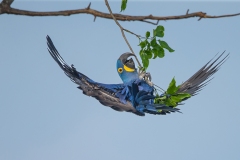 Hyacinth Macaw (Anodorhynchus hyacinthinus) hangind upside down from a branch