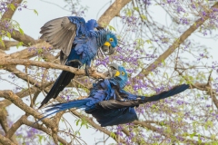 Hyacinth Macaw (Anodorhynchus hyacinthinus), pair fighting