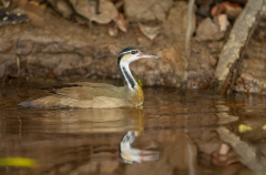 Sungrebe or American finfoot (Heliornis fulica) swimming with reflection