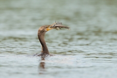 Neotropic Cormorant (Phalacrocorax brasilianus) swimming with a fish in its beak