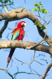 Red-And-Green Macaw (Ara chloropterus)