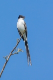 Fork-Tailed Flycatcher (Tyrannus savana)