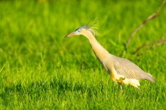 Whistling Heron (Syrigma sibilatrix)