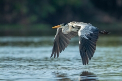 Cocoi Heron (Ardea cocoi) flying low over river