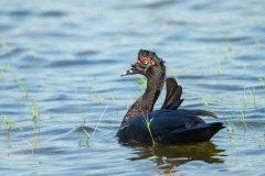 Muscovy Duck (Cairina moschata)