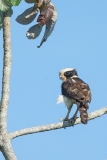 Laughing Falcon (Herpetotheres cachinnan)