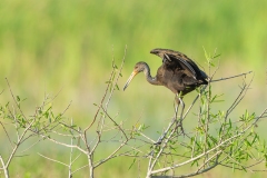 Limpkin (Aramus guarauna)