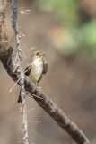 Southern Rough-winged Swallow (Stelgidopteryx ruficollis)