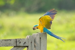 Blue -and-yellow Macaw (Ara ararauna) perched on a fence gate with extended wings