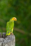 Yellow-Faced Parrot (Amazona xanthops) perched on a fence post