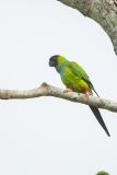 Black-hooded parakeet (Nandayus nenday) or Nanday conure or nanday parakeet .   Neotropical parakeet.