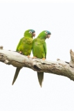 Blue-Crowned Parakeet (Aratinga acuticaudata) pair