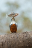 Ringed Kingfisher (Megaceryle torquata) with fish in beak