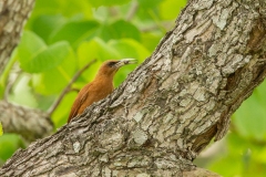 Great Rufous Woodcreeper (Xiphocolaptes major) with bug in beak