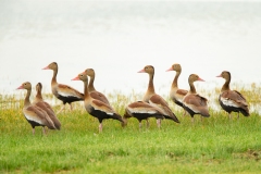 Black-Bellied Whistling-Duck (Dendrocygna autumnalis)