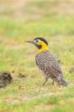 Campo Flicker (Colaptes campestris)