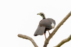 Common Piping Guan (Pipile pipile)