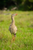 Red-legged Siriema (Cariama cristata)