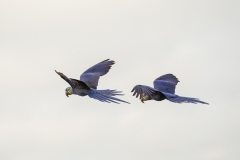 Hyacinth Macaw (Anodorhynchus hyacinthinus), pair  in flight