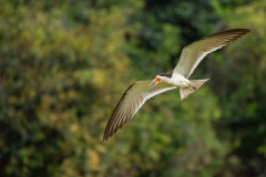 Black Skimmer (Rynchops niger) in flight