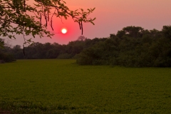 Water Hyacinth and sunset on the Pixaim River, Pantanal, Brazil