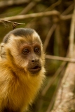 Tufted capuchin (Cebus apella), also known as brown capuchin or black-capped capuchin.