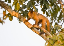 Tufted capuchin (Cebus apella), also known as brown capuchin or black-capped capuchin.